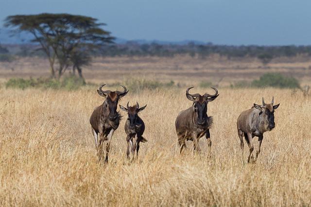 081 Tanzania, N-Serengeti, gnoes.jpg